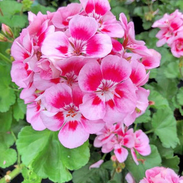 Peach Geranium Pelargonium Heirloom Non-GMO Seeds for Planting