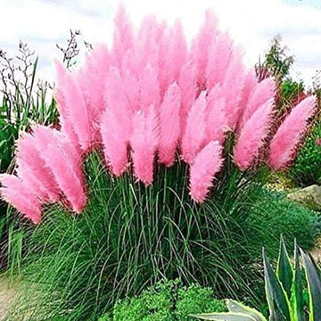 Pink Pampas Grass Seed