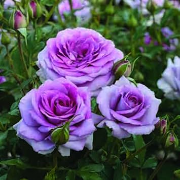 Climbing Roses Heirloom Non-GMO Seeds for Planting for planting in home garden