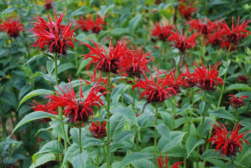 Red Bergamot Monarda Flower Seeds Heirloom & Non GMO seeds for Planting