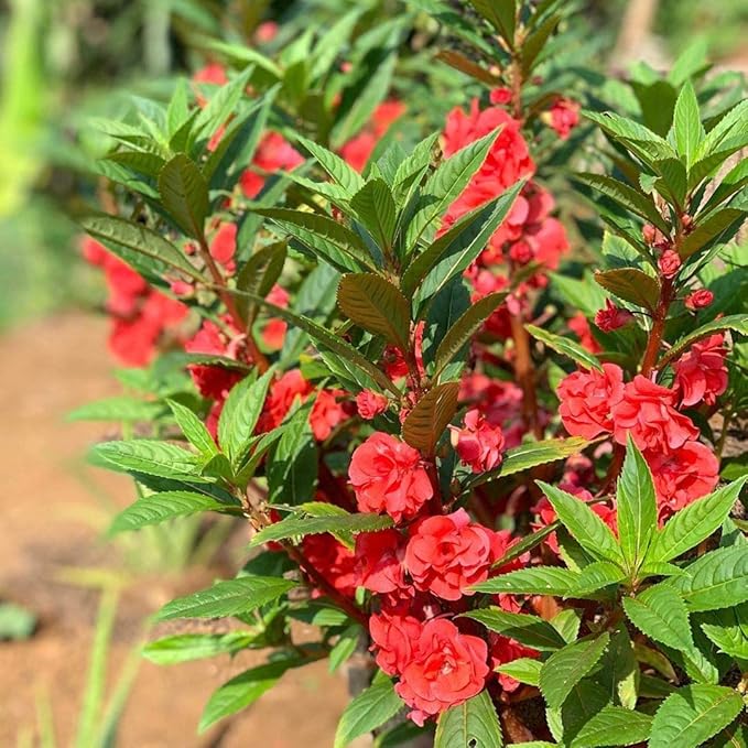 Heirloom Non-GMO Impatiens Balsamina Flower Seeds for Planting – Vibrant Garden Bloom Seeds - Non-GMO for planting in home garden