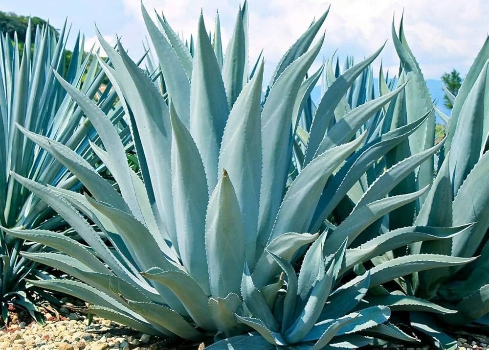 Green Agave Ferox Seeds â€“ Heirloom, Non-GMO Succulent Plant Seeds for Easy Planting for planting in home garden
