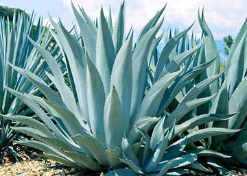 Green Agave Ferox Seeds â€“ Heirloom, Non-GMO Succulent Plant Seeds for Easy Planting