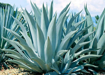 Mixed Agave Plant Seeds for Planting - 100 pcs