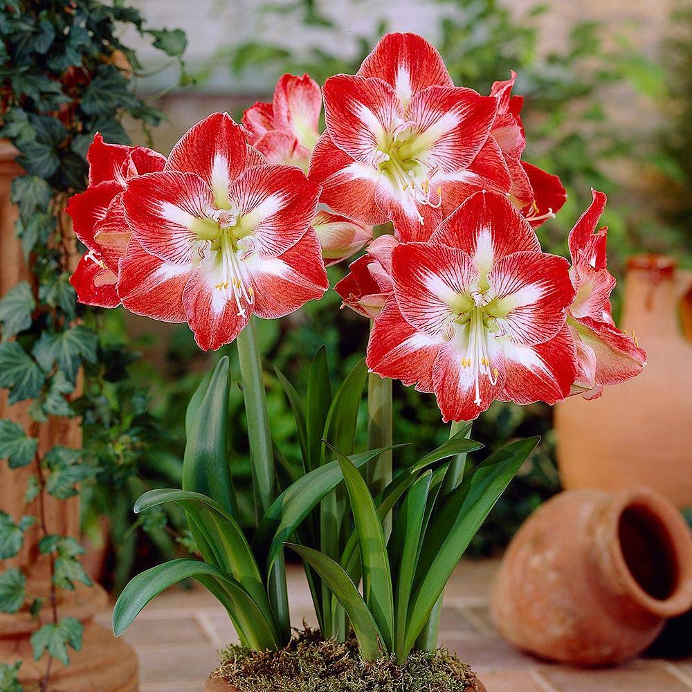 Red White Amaryllis Flower Seeds for Planting - NON GMO Seeds for planting in home garden