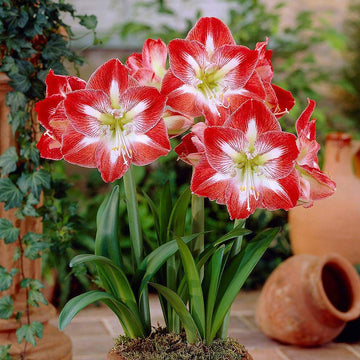 Red White Amaryllis Flower Seeds for Planting - NON GMO Seeds