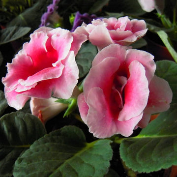 Pink White Saintpaulia Seeds for Planting – Organic Heirloom Non-GMO Flower Seeds