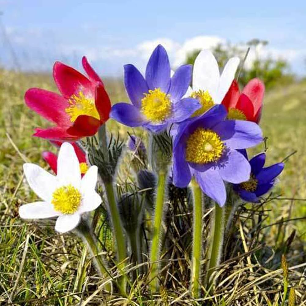 Pulsatilla Flower Seeds for Planting - 100 pcs for planting in your garden.