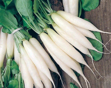 White Icicle Radish Vegetable Seeds