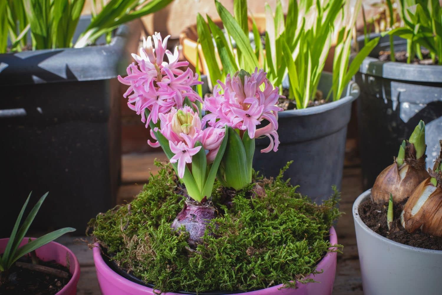 Light Pink Hyacinth Flower Seeds for Planting - NON GMO Seeds for planting in home garden