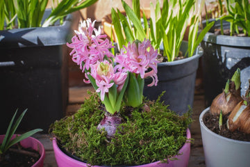Light Pink Hyacinth Flower Seeds for Planting - NON GMO Seeds