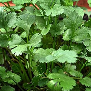 Coriander Seeds for Planting heirloom & Non-GMO Seeds