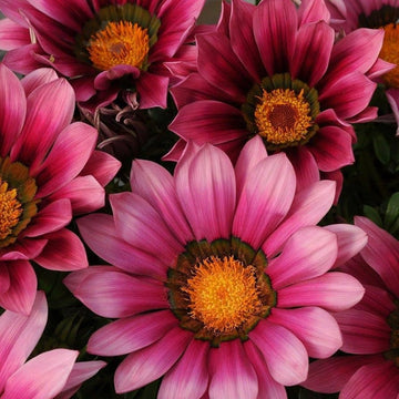 Pink Gazania Rigens Flower Seeds for Planting - NON GMO Seeds