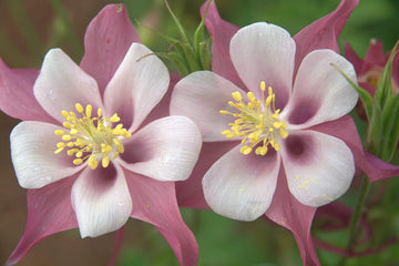 Heirloom Organic Non-GMO White Pink Aquilegia Seeds for Planting