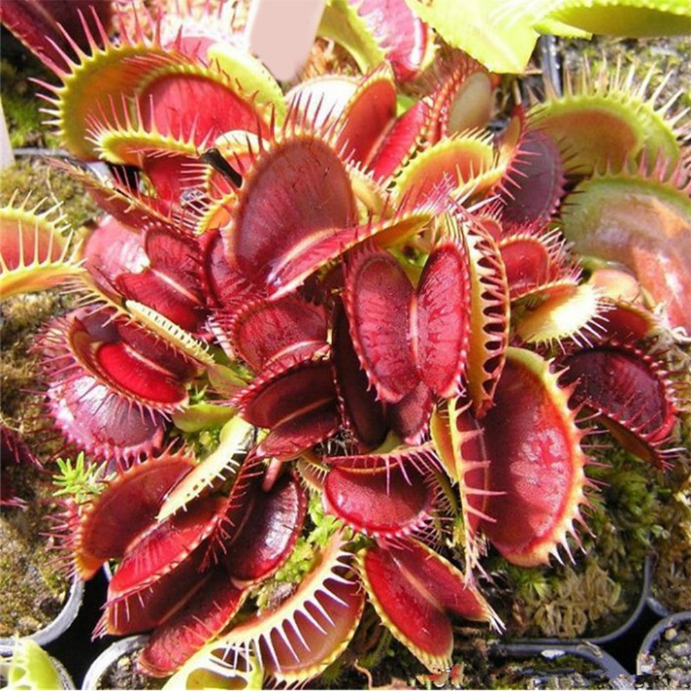 Red Catching Plant or Venus Fly Trap Insectivorous Plant Planting Seeds for Garden NON GMO Seeds for planting in home garden