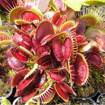 Red Catching Plant or Venus Fly Trap Insectivorous Plant Planting Seeds for Garden NON GMO Seeds