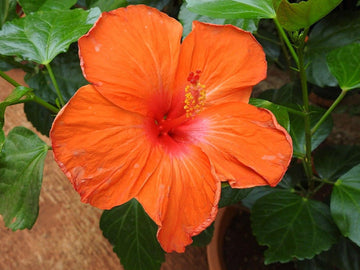Heirloom Orange Hibiscus Rosa-Sinensis Flower Seeds – Non-GMO Tropical Blooms for Garden Planting