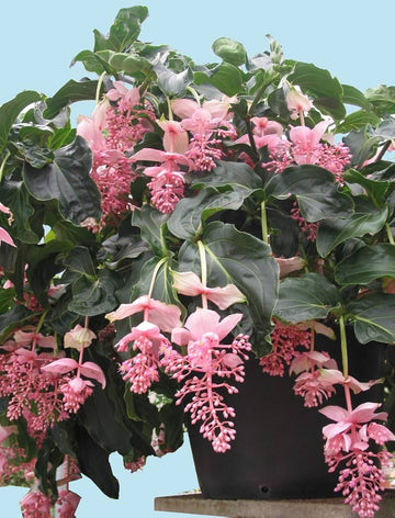 Heirloom Non-GMO Chandelier Plant Seeds for Planting – Unique Succulent Garden Seeds