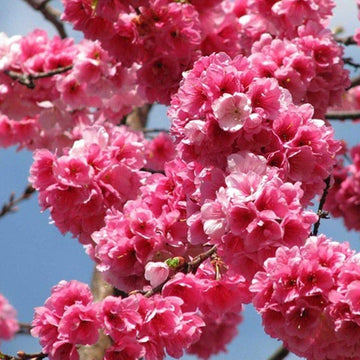 Pink Fraseri Serrulata Plant Seeds for Planting NON GMO Seeds