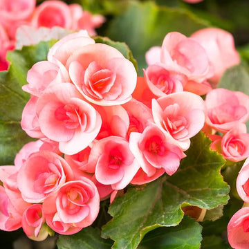 Rose Rieger Begonia Flower Seeds for Planting – Heirloom, Non-GMO Garden Seeds