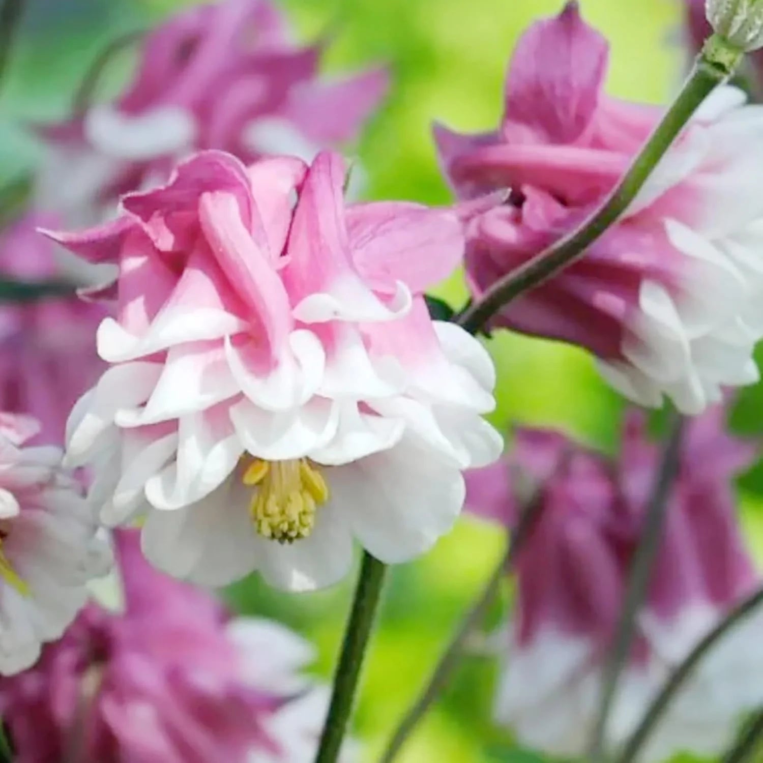 Heirloom Tower Columbine Flower Seeds for Planting, Non-GMO - Tower for planting in home garden