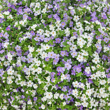 Mixed Bacopa Utopia Flower Seeds for Planting, 100 pcs