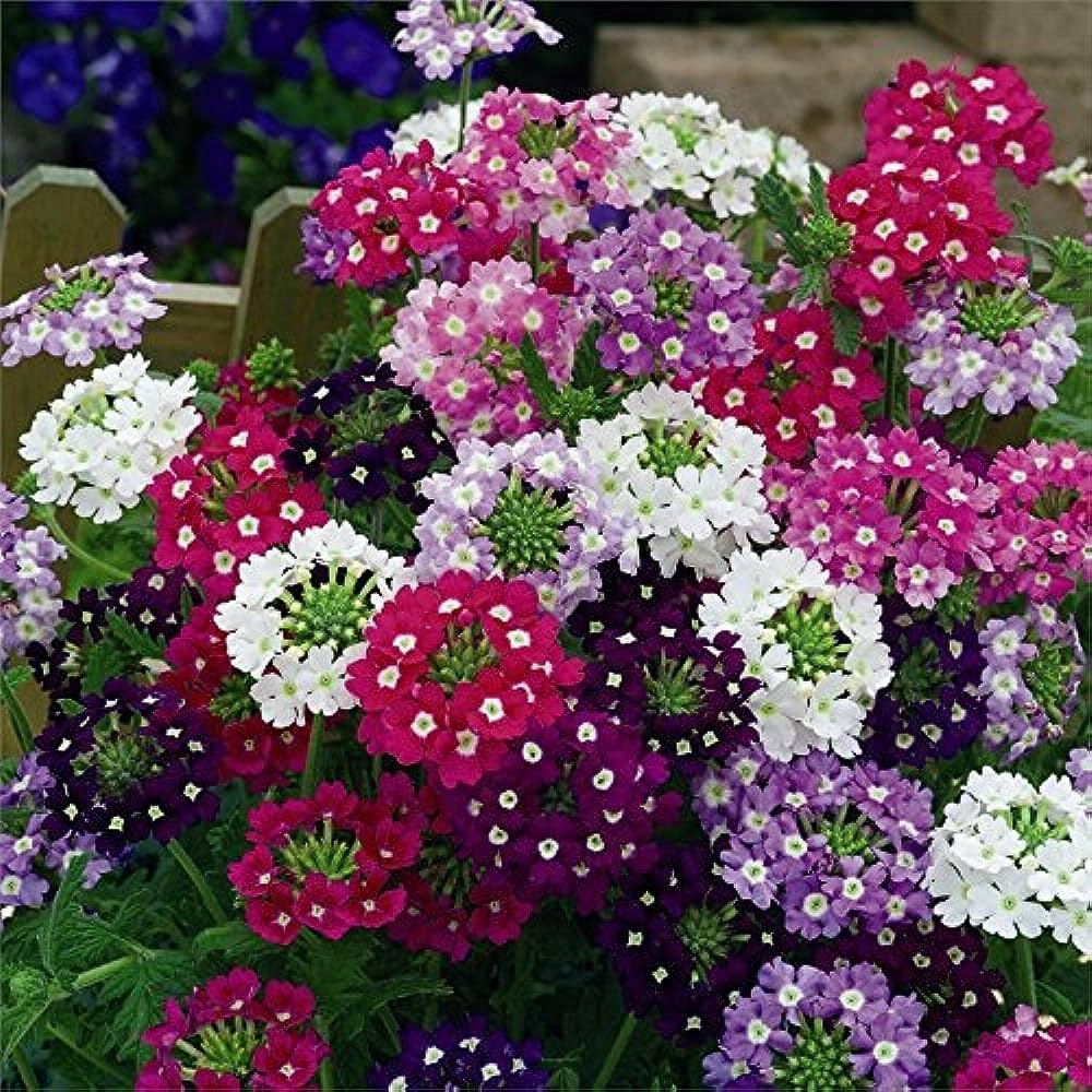 Vervain Flower Seeds for Garden Planting – Heirloom, Non-GMO, Fresh Blooming Variety seeds for planting in home garden