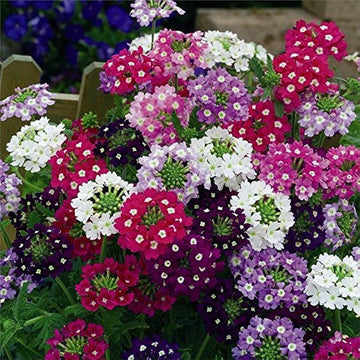 Vervain Flower Seeds for Garden Planting – Heirloom, Non-GMO, Fresh Blooming Variety