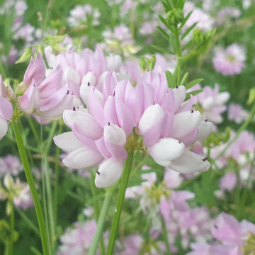 Pink Coronilla Flower Seeds for Planting - 100 pcs