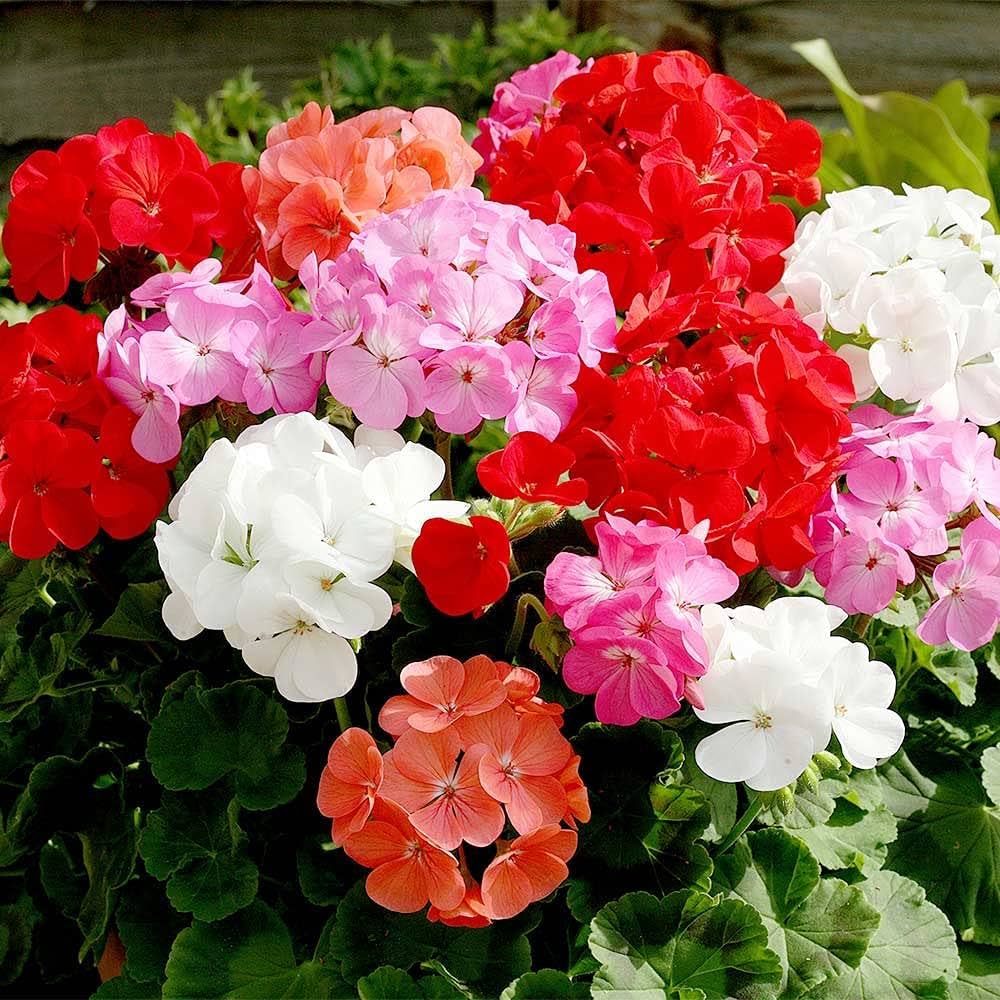 Pink Bloom Geranium Heirloom Non-GMO Seeds for Planting for planting in your garden.