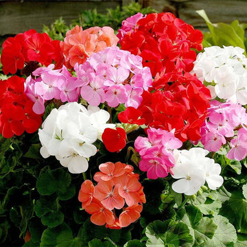 Geraniums Heirloom Non-GMO Seeds for Planting