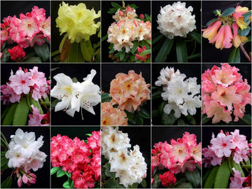 Heirloom Rhododendron Flower Seeds, Non-GMO Vibrant Blooms for Planting