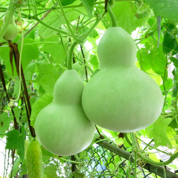 Giant Bottle Gourd Vegetable Seeds