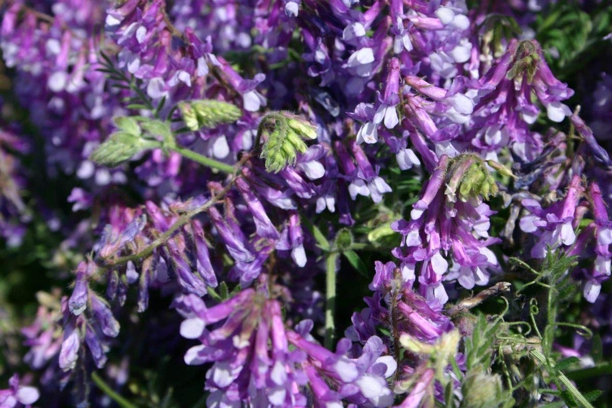 Purple Hairy Vetch Flower Seeds for Planting - 100 pcs for planting in your garden.