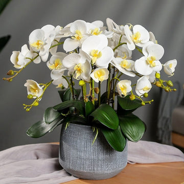 Yellow White Phalaenopsis Orchid Flower Seeds – Heirloom, Non-GMO Seeds for Planting