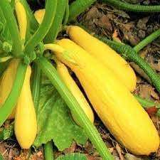 Crookneck Vegetable Seeds for Planting - 100 Pcs pcs