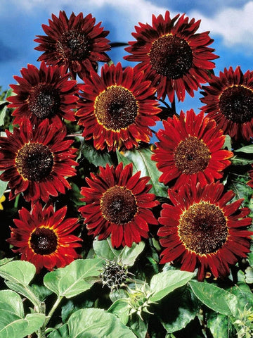 Maroon Sunflower Seeds for Planting – Bold Blooms, Easy to Grow, Perfect for Gardens & Borders