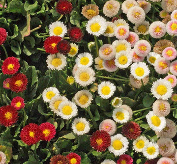 Mixed Bellis Perennis Flower Seeds for Planting 100 Pcs pcs