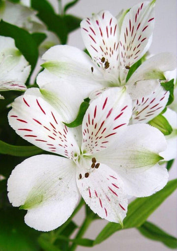 White Alstroemeria Seeds - Heirloom Non-GMO Planting Flower Seeds