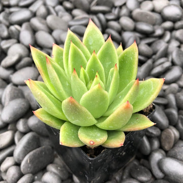 Organic Semillas De Flores Flower Seeds for Planting – Heirloom, Non-GMO