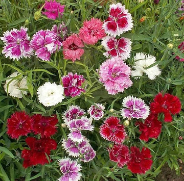 Mixed Dianthus Sonata Flower Seeds for Planting - NON GMO Seeds