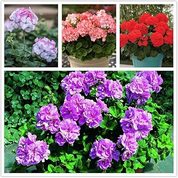 Geranium Apple Blossom Flower Seeds for Planting - NON GMO Seeds