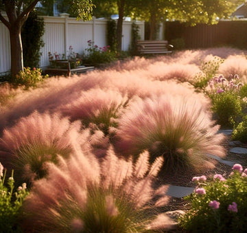 Pink Muhly Grass Seeds for Planting,All Year Growing Low Maintenance Plant Seeds- 100 pcs