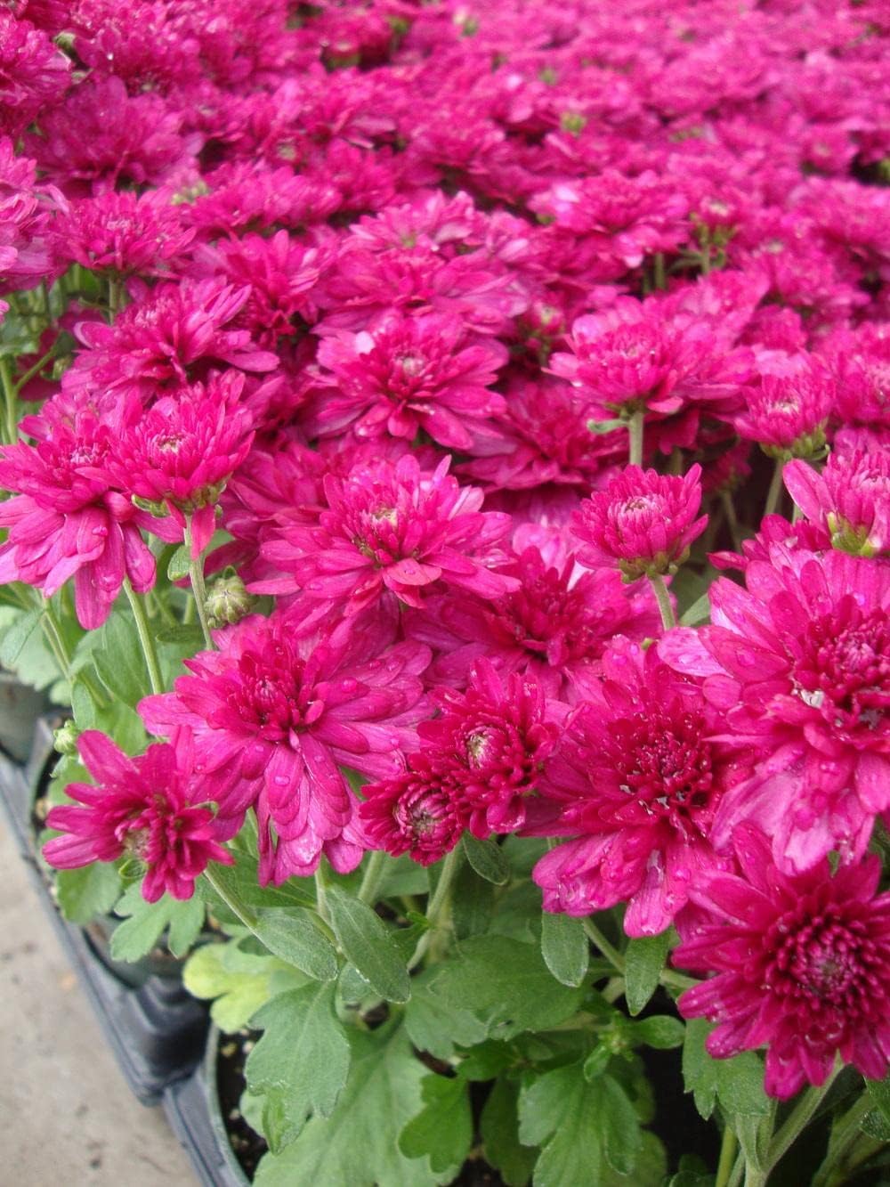 Deep Pink Chrysanthemum Flower Seeds for Planting, NON GMO Seeds