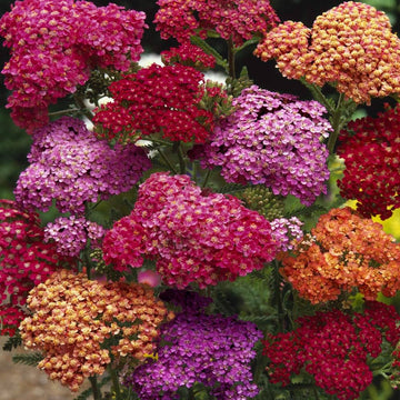 Mixed Yarrow Flower Seeds ƒ?? Heirloom, Non-GMO Flower Seeds for Planting