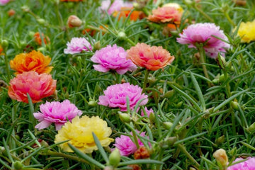Mixed Portulaca Rose Flower Plant Seeds for Planting - Non-GMO Heirloom Garden Seeds