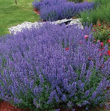 Nepeta Racemosa Flower Seeds for Planting - 100 pcs