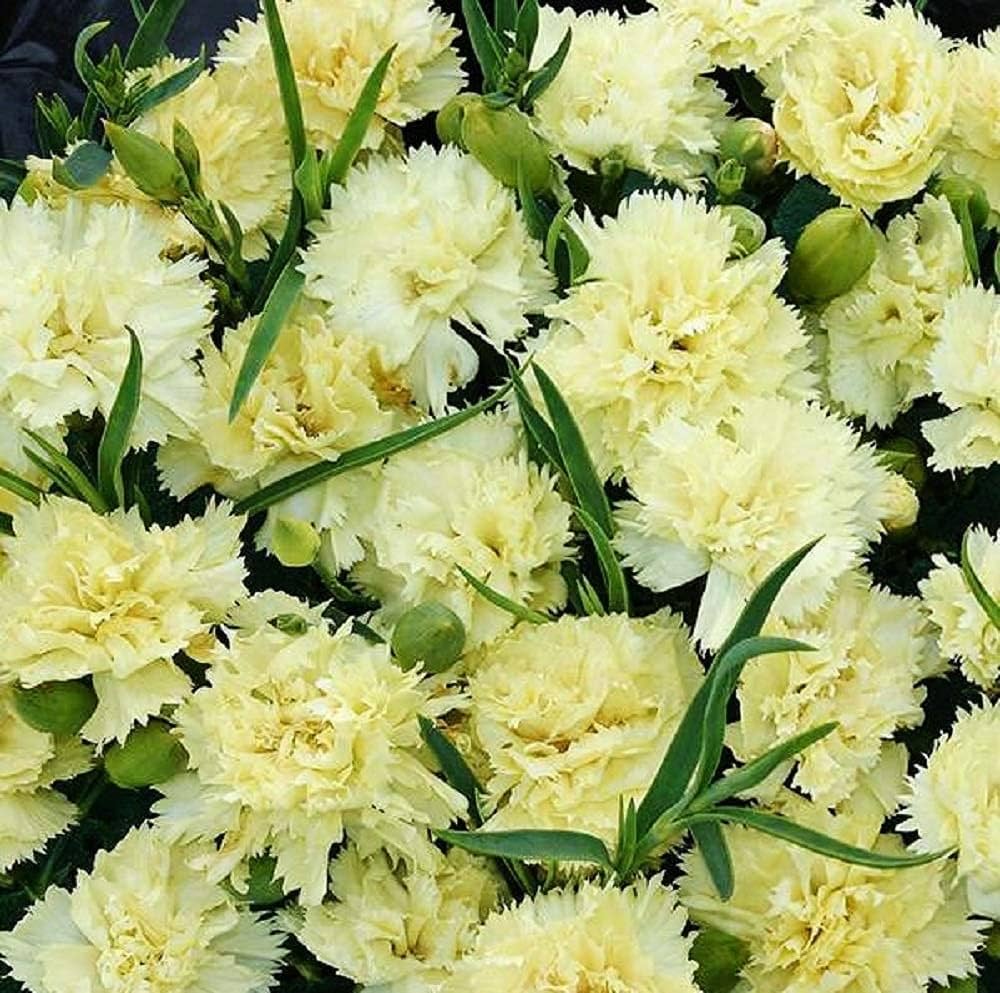 Yellow Carnation Flower Seeds ƒ?? Non-GMO Seeds for Vibrant Garden Blooms for planting in your garden.