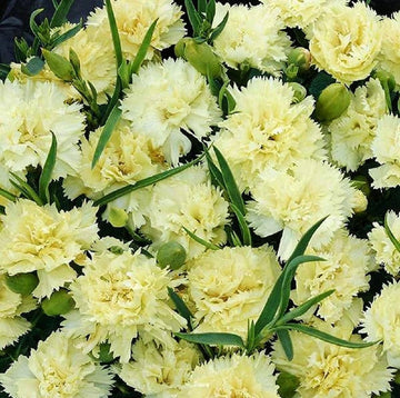 Yellow Carnation Flower Seeds – Non-GMO Seeds for Vibrant Garden Blooms