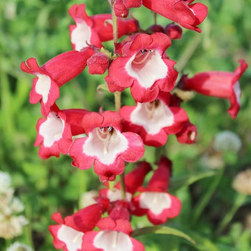 Red Penstemon Hartwegii Flower Seeds for Planting - 100 Pcs pcs